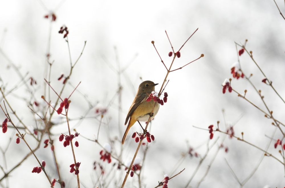 Verzorg planten en dieren in de winter met deze 5 tips Verzorg planten en dieren in de winter met deze 5 tips